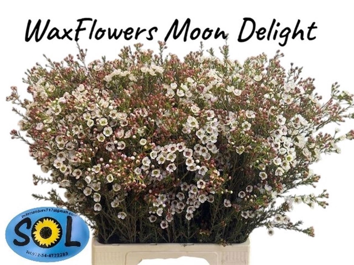 <h4>CHAME MOONL DELIGHT</h4>