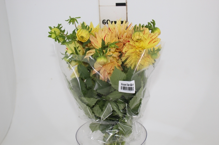 <h4>DAHLIA VINCENT VAN 060 CM</h4>