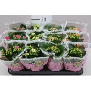 Kalanchoe Calandiva Mix Special A2