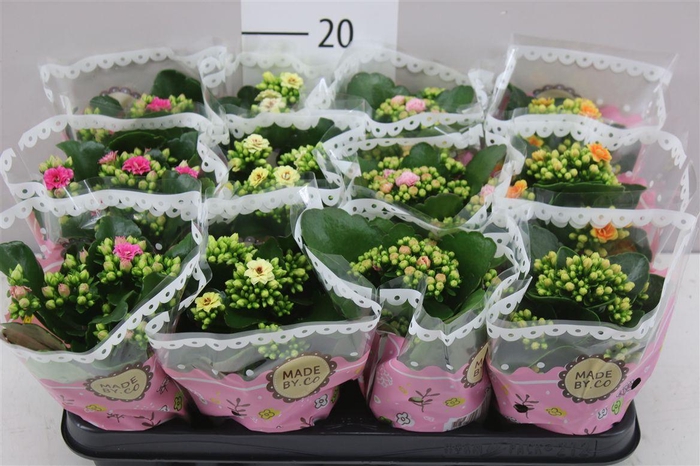 <h4>Kalanchoe Calandiva Mix Special A2</h4>