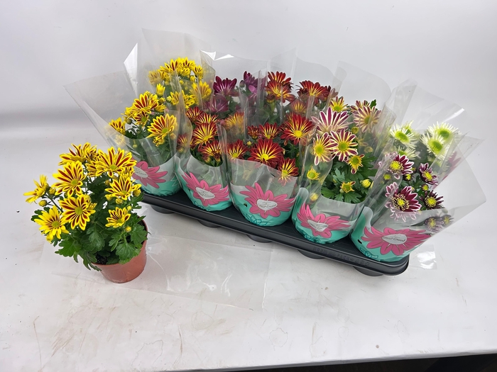 <h4>CHRYS GEM 6 KL</h4>