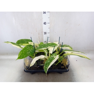 Philodendron   ...