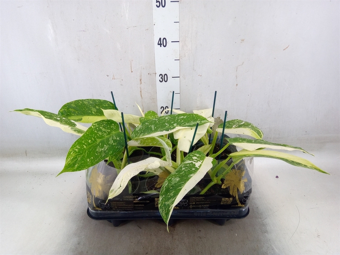 <h4>Philodendron   ...</h4>