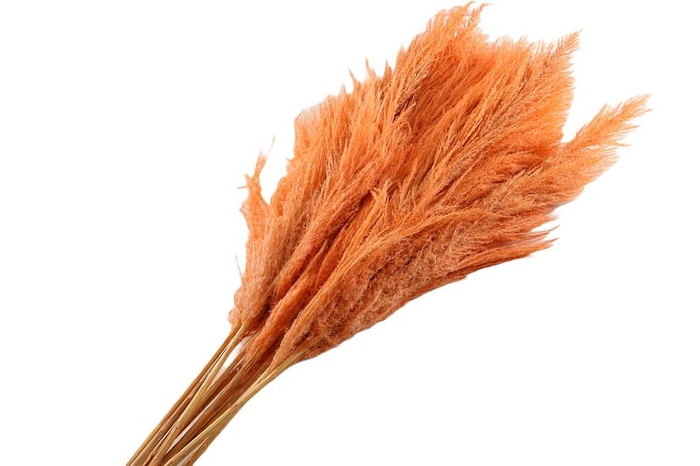 Sacuara Peach