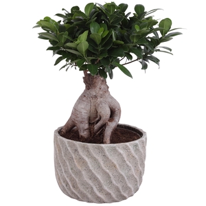 Ficus m. Ginseng Ball Shape Ø22cm in Ø26cm Ceramic NT668