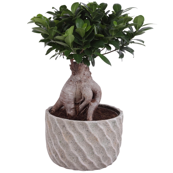<h4>Ficus m. Ginseng Ball Shape Ø22cm in Ø26cm Ceramic NT668</h4>
