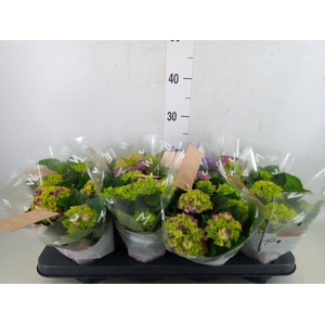 Hydrangea mac. 'Ningbo'