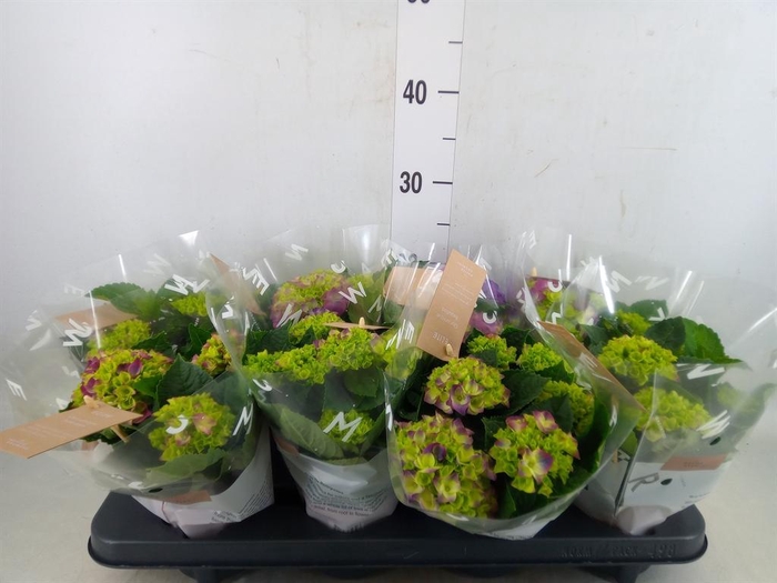 <h4>Hydrangea mac. 'Ningbo'</h4>