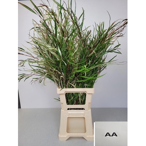 EUC GREVILLEA PB EXTRA