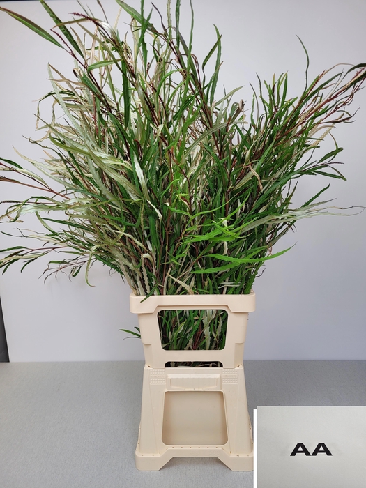 <h4>EUC GREVILLEA PB EXTRA</h4>