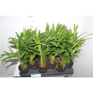 Dypsis Lutescens 10pp