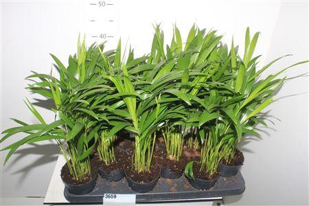 <h4>Dypsis Lutescens 10pp</h4>