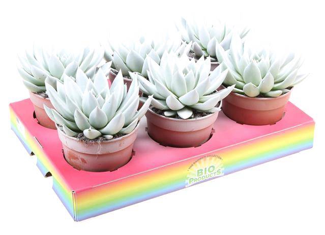 <h4>ECHEVERIA WHITE P12</h4>