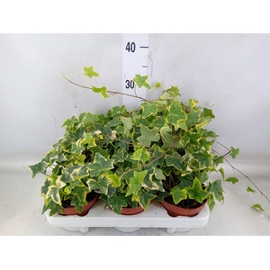 Hedera helix 'Goldchild'