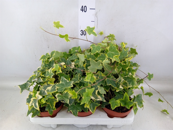 <h4>Hedera helix 'Goldchild'</h4>