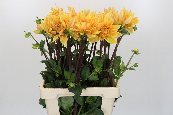<h4>Dahlia Gelber Vulcan</h4>