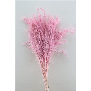 Dried Avena Salv Soft Pink Bunch