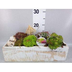 Arr.  Sempervivum L%