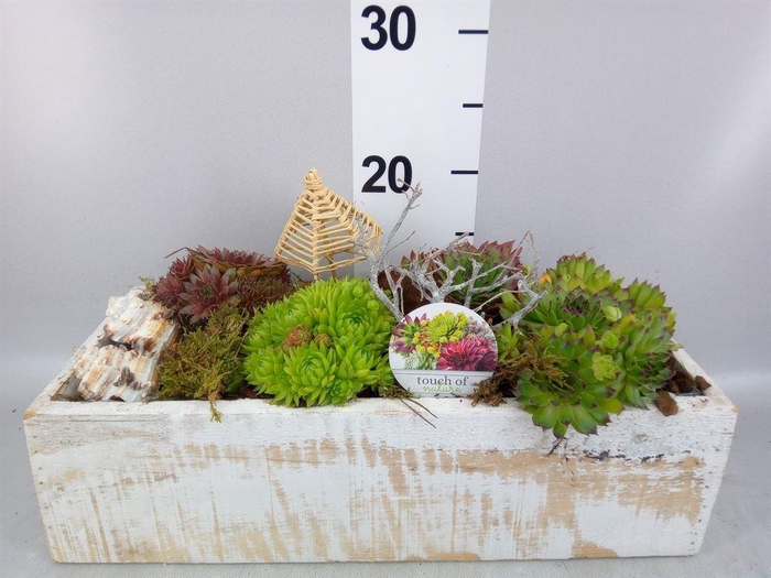 <h4>Arr.  Sempervivum L%</h4>