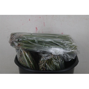 Dennen Needles Green P Bag