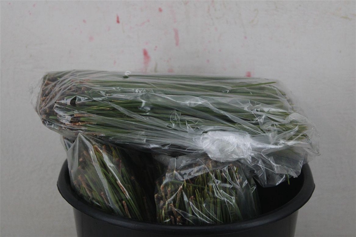 <h4>Dennen Needles Green P Bag</h4>