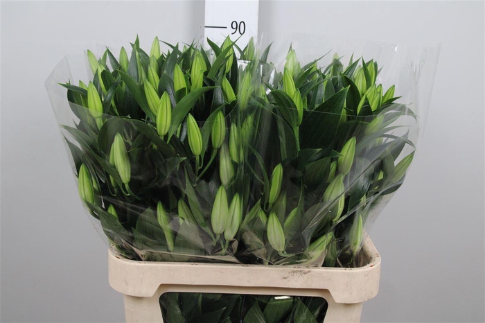 <h4>Li Or Helvetia 5+</h4>