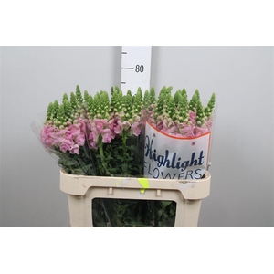 Antir Legend Li Pink