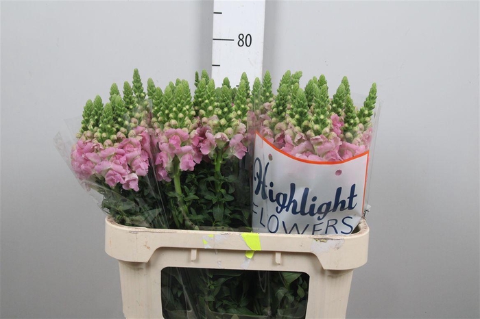 <h4>Antir Legend Li Pink</h4>