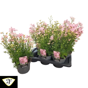 DELP OCEAN PINK