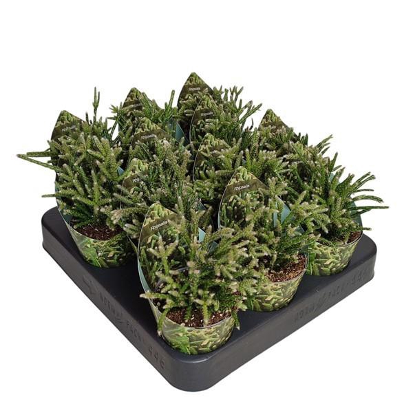 <h4>RHIPSALIS PILOCARPA</h4>