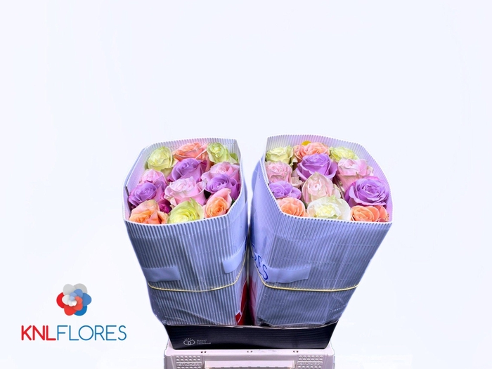 <h4>R GR +PASTEL GEM BS</h4>