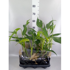 Monstera   ...
