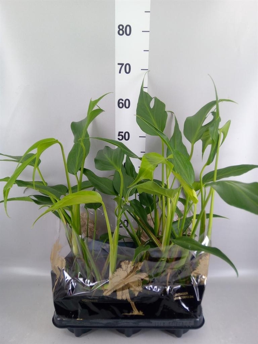 <h4>Monstera   ...</h4>