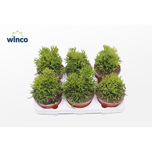 Hatiora Salicornioides