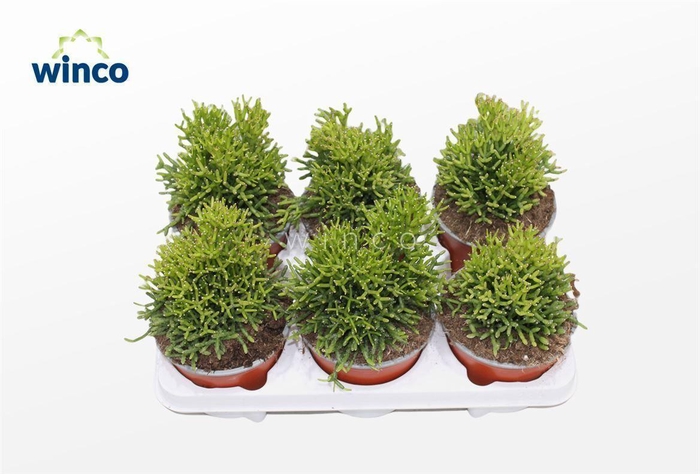 <h4>Hatiora Salicornioides</h4>