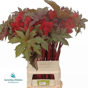RICINUS COM IMPALA
