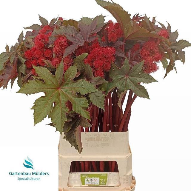 <h4>RICINUS COM IMPALA</h4>