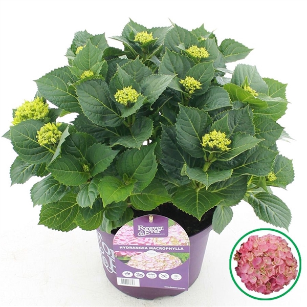 <h4>Hydrangea macr. Forever & Ever® Roze C5 (23cm.) Kn.</h4>