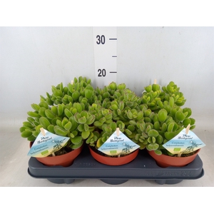 Cotyledon tome. ladys.
