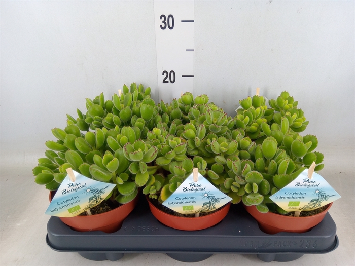 <h4>Cotyledon tome. ladys.</h4>
