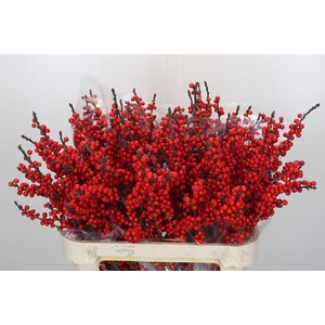 Ilex Verticillata Red