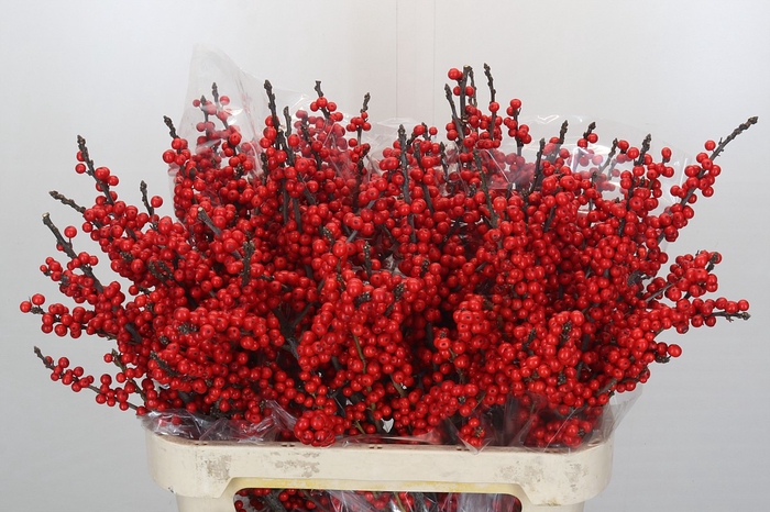 <h4>Ilex Verticillata Red</h4>