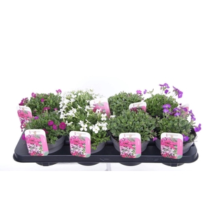 Aubrieta mix in tray