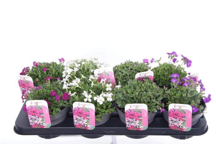 <h4>Aubrieta mix in tray</h4>