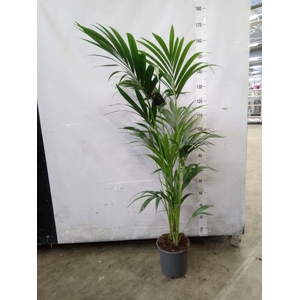 Howea forsteriana