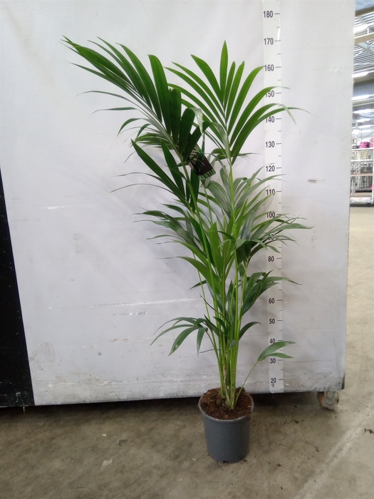 <h4>Howea forsteriana</h4>