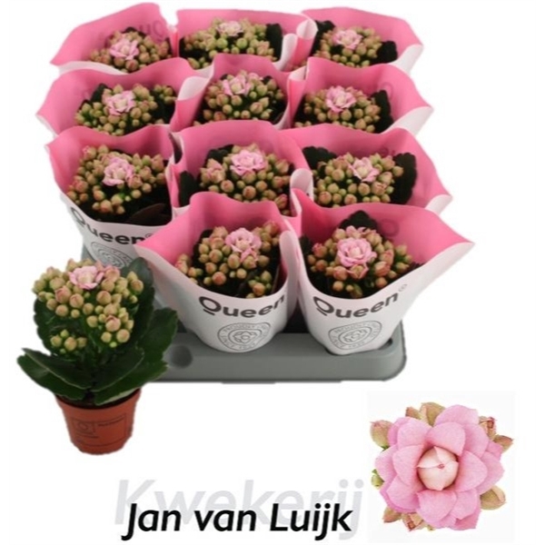 <h4>Kalanchoe Lillian</h4>