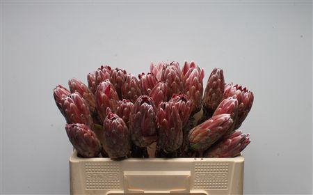 <h4>Protea Pink Ice No Leaves</h4>