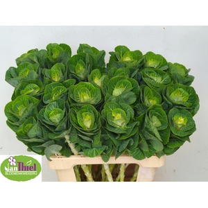 Brassica White Crane Thiel