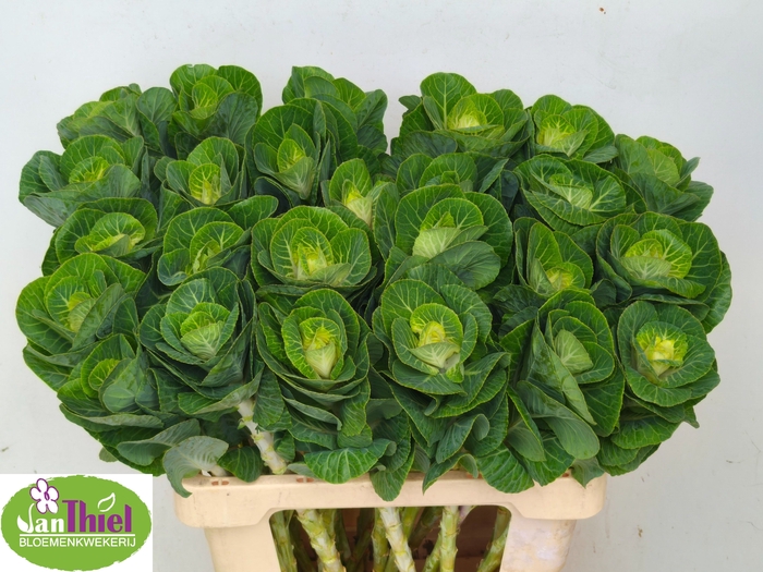 <h4>Brassica White Crane Thiel</h4>